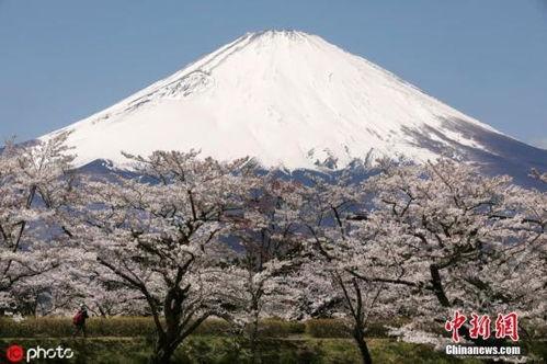 富士山最新爆料新闻事件,揭秘即将喷发的神秘面纱
